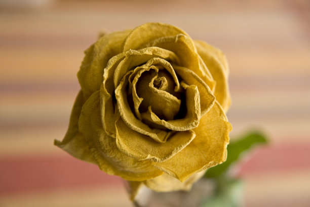 干玫瑰图片下载