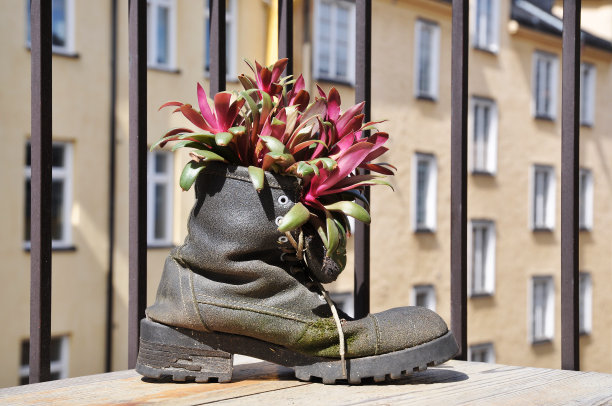 靴子里放一棵植物。图片下载