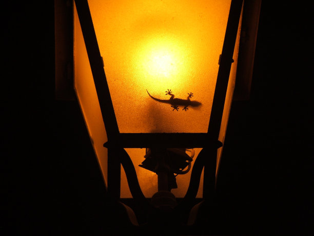 橙色天空衬托下的剪影图片下载