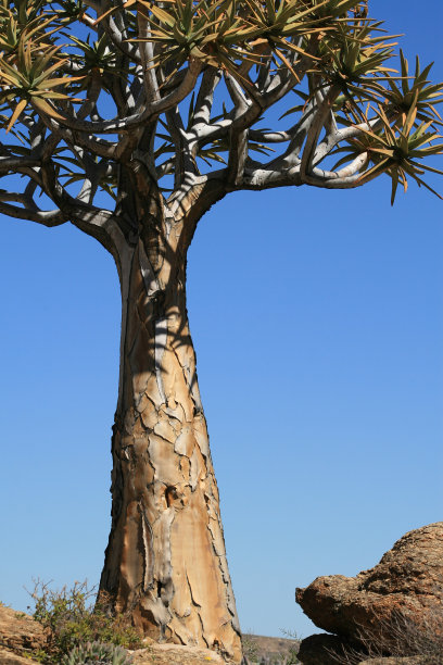 箭袋树图片下载