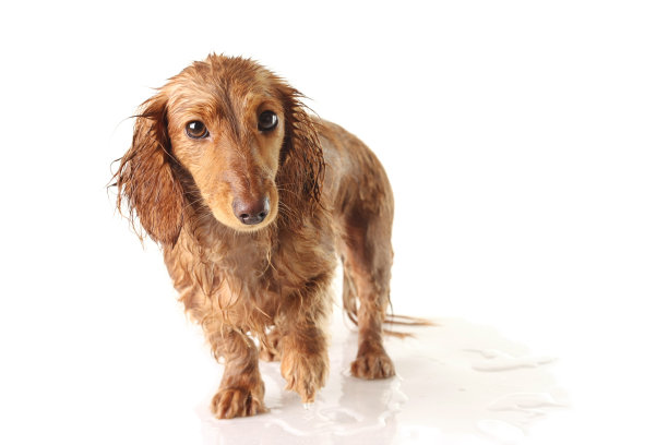 浸泡的小狗图片下载