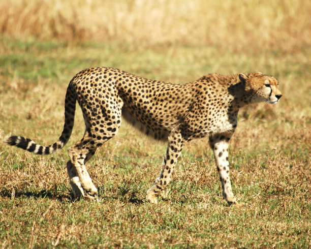 猎豹正在捕猎图片下载