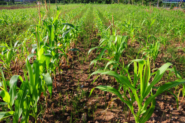 乡间的甜玉米地图片下载