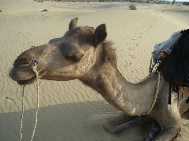 骆驼图片下载