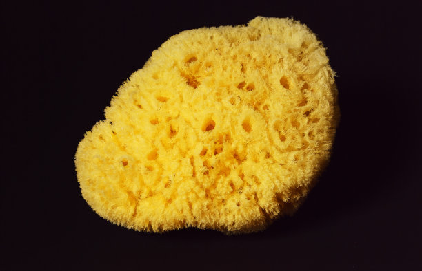 沐浴海绵图片下载