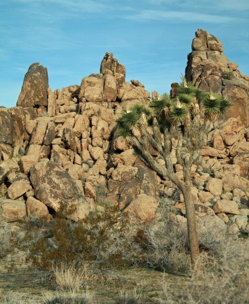 约书亚树国家公园图片下载