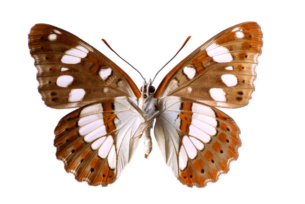 孤立的南方白上将蝴蝶图片下载