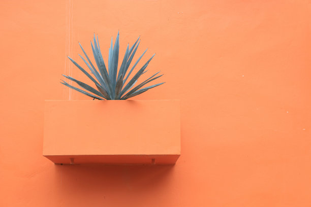 芦荟植物图片下载