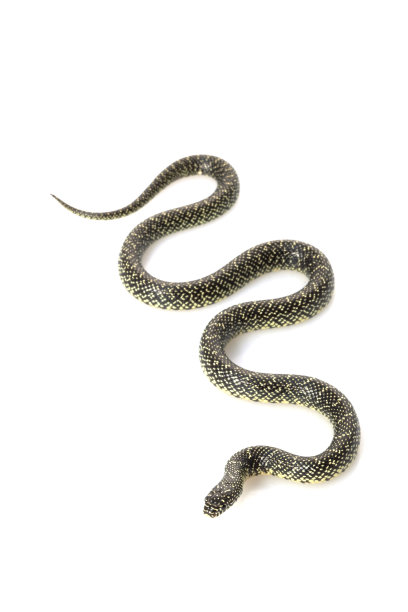 斑点大家庭中的一种图片下载