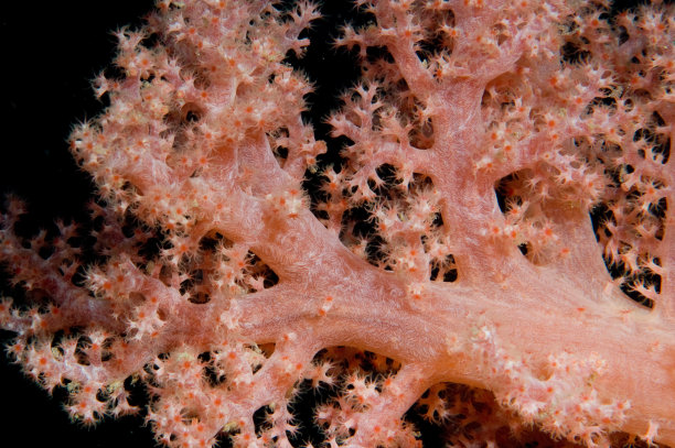 软珊瑚图片下载