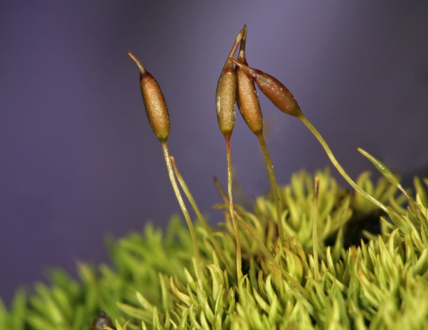 植物上的雪特写镜头图片下载