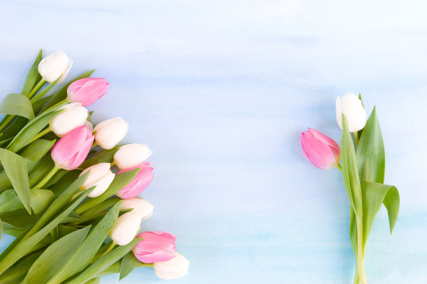 粉红色和白色的郁金香上画的蓝色背景图片下载