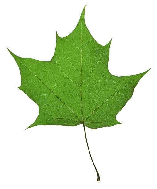 枫叶在闪光图片下载