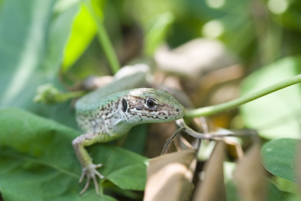 蜥蜴图片下载