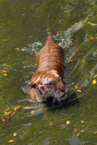 游泳的老虎图片下载