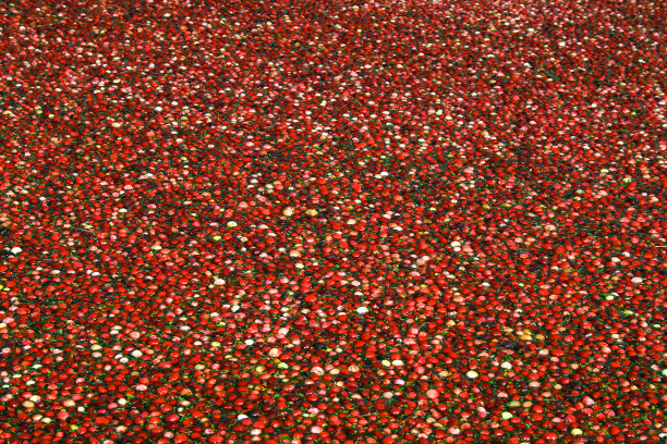 蔓越莓领域图片下载