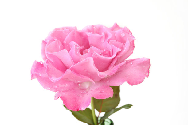 粉色玫瑰图片下载