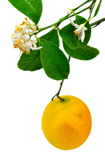 柠檬树，花和水果图片下载