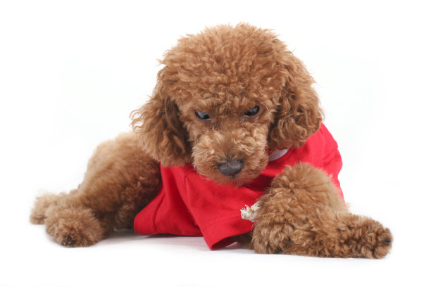 玩具贵宾犬图片下载