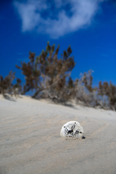 破碎的海胆图片下载