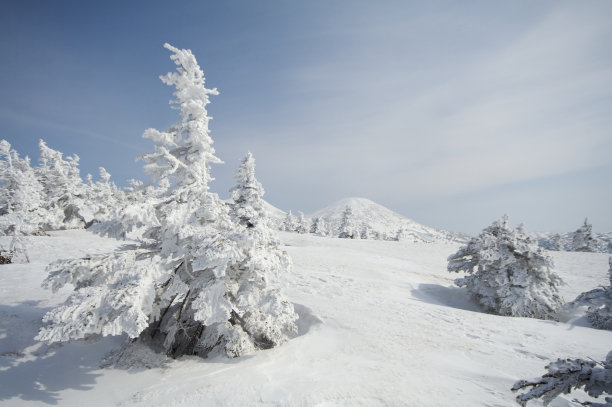山顶上的冰冻树图片下载