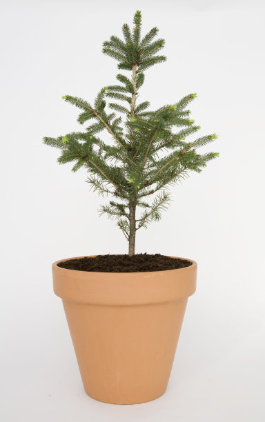 树在一个陶罐图片下载