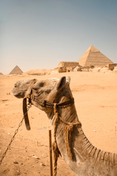 骆驼的视角图片下载