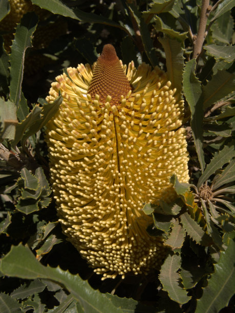 拔克西木属媒体图片下载