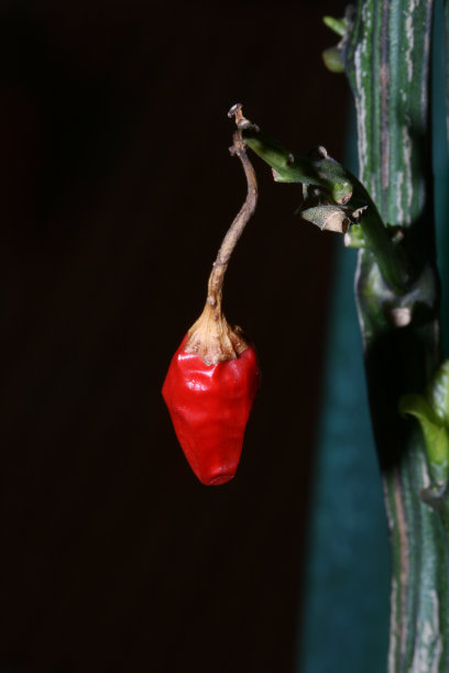 Guindilla。图片下载