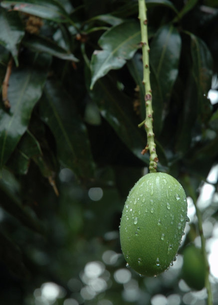 芒果图片下载