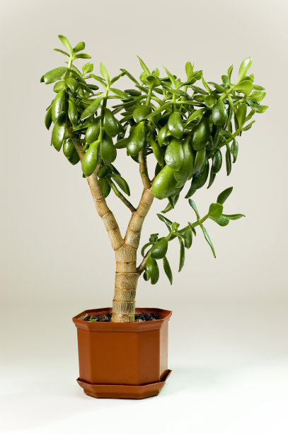 克拉苏拉是 （摇钱树）图片下载