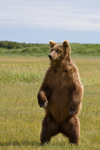 站棕熊图片下载