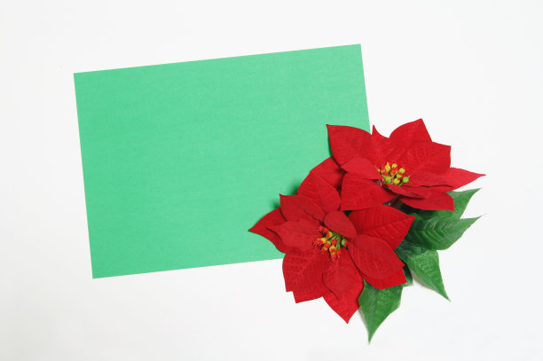 红色的猩猩木图片下载