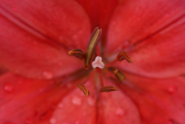 莉莉关闭图片下载