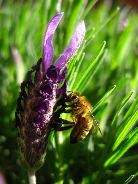 收获无人机图片下载