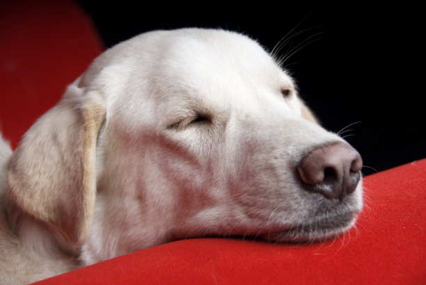 黄色拉布拉多趴在下巴上图片下载