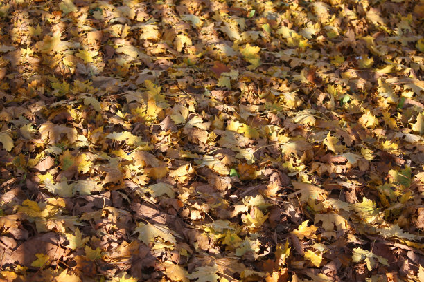 阴影落在落叶上图片下载