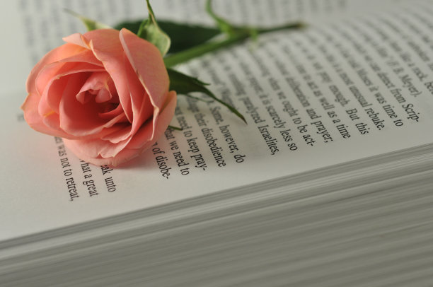 打开的书上有一朵粉红色的玫瑰图片下载