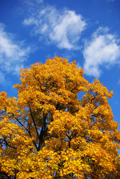 秋树图片下载