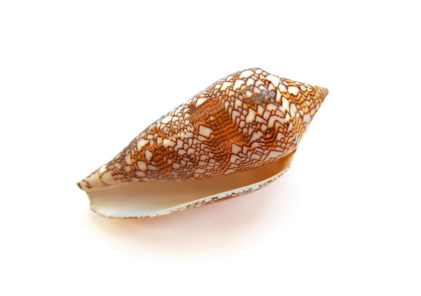 白色背景上的小贝壳图片下载