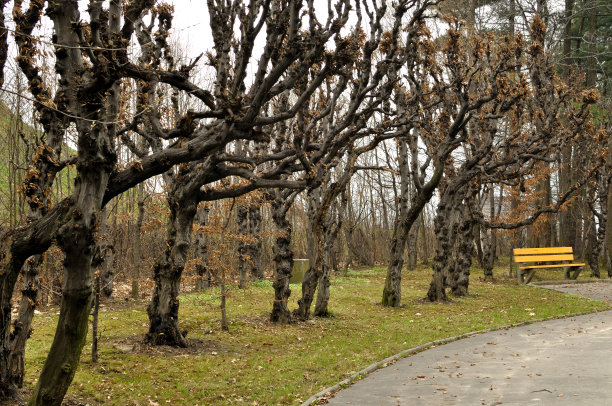 磨损的树巷图片下载