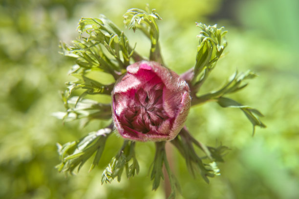 奇怪的花花图片下载