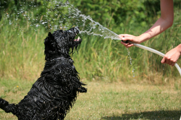 炎炎夏日的乐趣图片下载