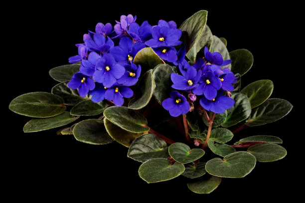 非洲紫罗兰图片下载