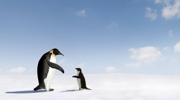 企鹅妈妈和小企鹅开始接触素材图片