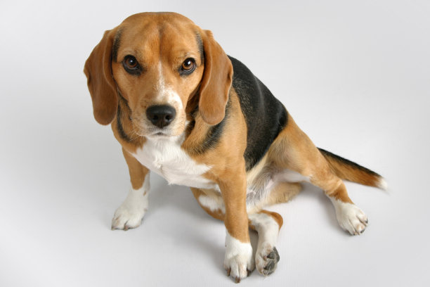 小猎犬的狗图片下载