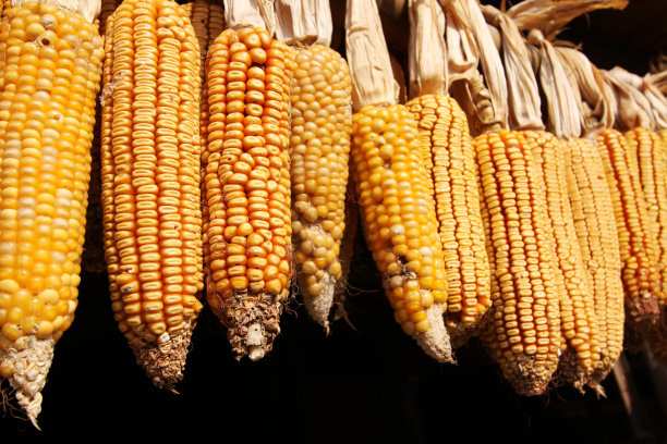 玉米在黑色背景下干燥图片下载