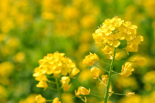 哈马里久 - 安希 - 泰恩的油菜花图片下载