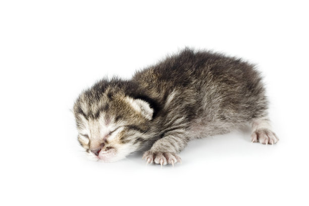 小猫咪睡觉图片下载