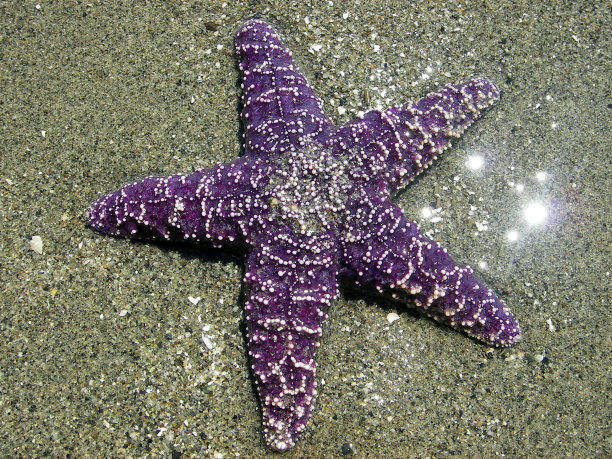 沙滩上的紫色海星图片下载
